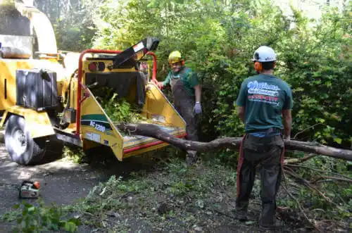 tree services Gladeview